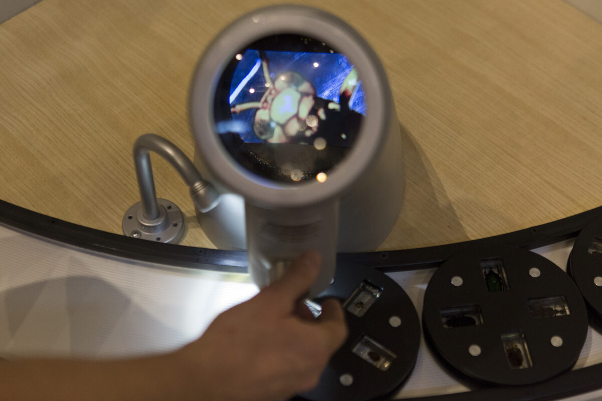 Thanksgiving Point butterfly exhibit gets visitors up close with